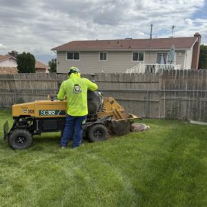 Rent A Monkey Tree Service