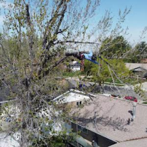 Shining Trees Tree Service