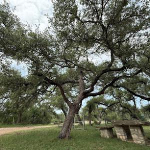 Wimberley Tree Service