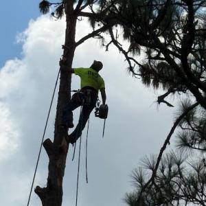 D&J Tree Service & Landscaping