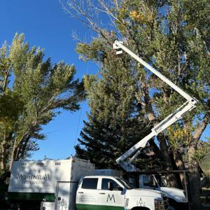 Momentum Tree Experts