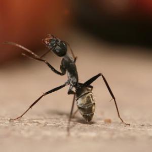 Eagle Pest Control & Tree Service