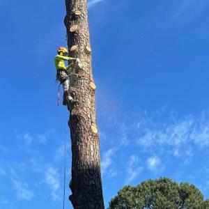 Alpha Tree Professionals