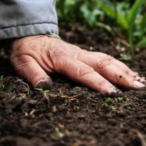 Mickiewicz Tree Experts