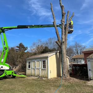 Hillside Tree Service