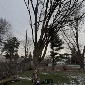 The Giving Tree Service