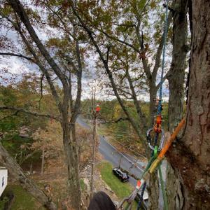 Backwoods Tree Service
