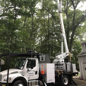 Woody's Tree Service