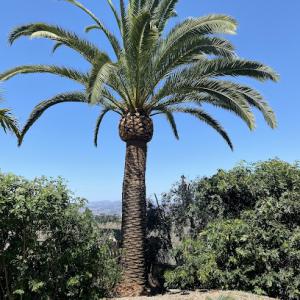 Pedro's Tree Service