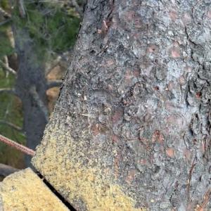 McNeils Tree Service ISA Certified Arborist