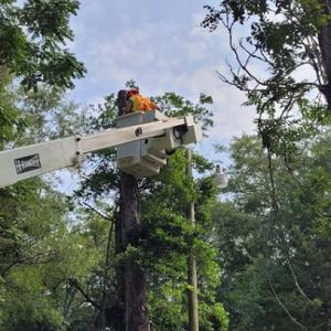 D&T Tree Service