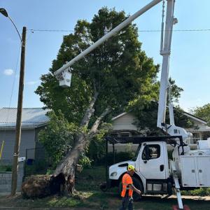 Redline Tree Service