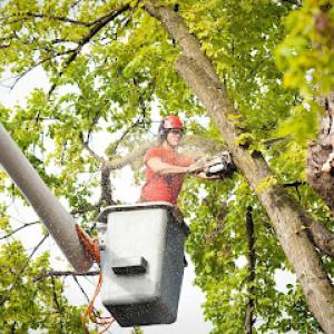 Elk Grove Tree Services