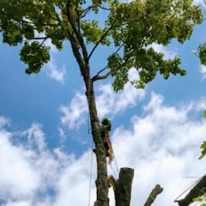 RJ Mejía tree service
