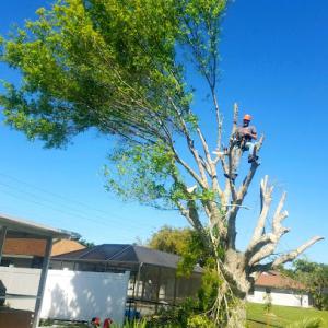 Timber Time Tree Care