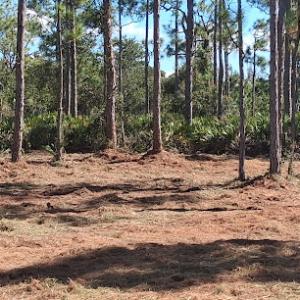 South West Brush Removal, Land Clearing & Tree Service