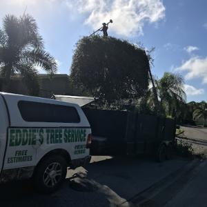Eddies Tree Service