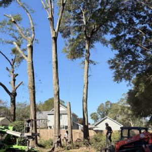Top shelf tree services & land development