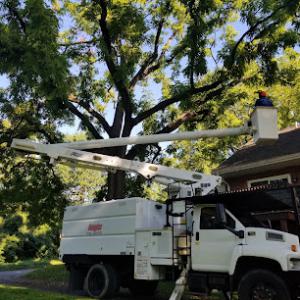 Douglas Tree & Property Service