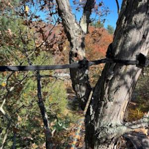 Pro Cut Tree Service