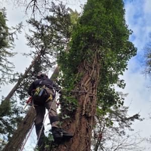 Wolfpack Tree Care