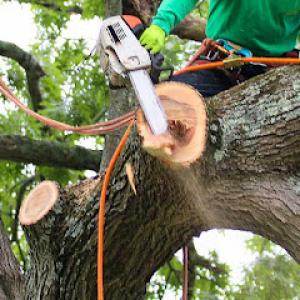 Productive Tree & Mulch