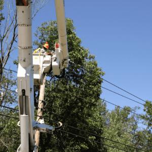 Wood River Tree Services