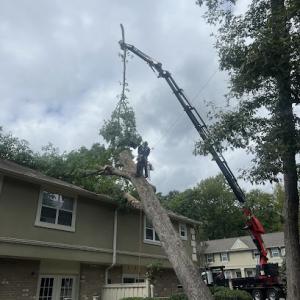 Atlanta Premier Tree Solutions