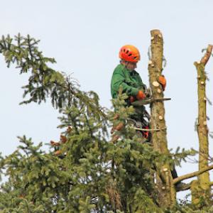 Todd's Green Thumb Tree Services