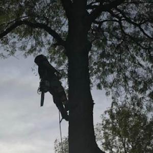 Adam's Tree Service