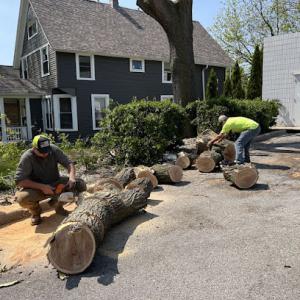 Ultimate Tree Service