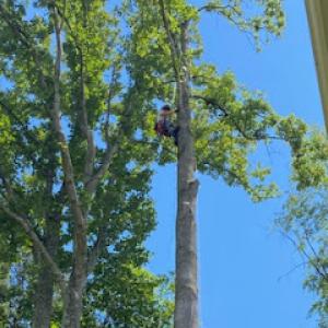 Travs Tree Services