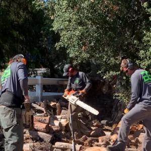 Green Gorilla Tree Trimming