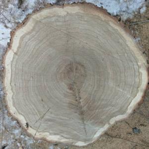 FM Tree Care