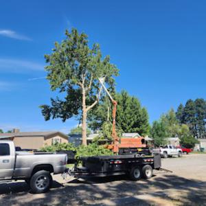 Southwest Tree Service & Landscaping