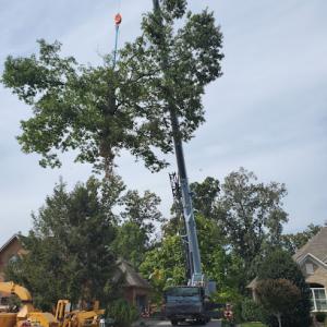 Whites Tree Services