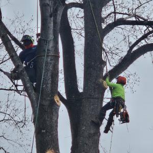 G-Team Tree & Land Management