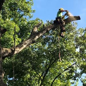 Applied Tree Services