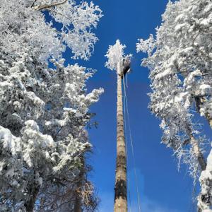 GTS Gaun's Tree Service