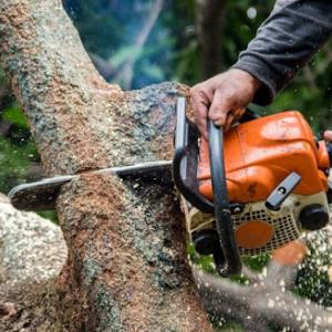 Northeast Florida Tree Experts