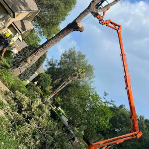 Southern Tree Experts