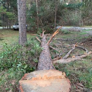 Bryan's Tree Service