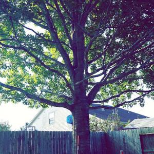 Precision Tree & Landscaping