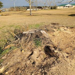 Ground Level Stump Grinding Service