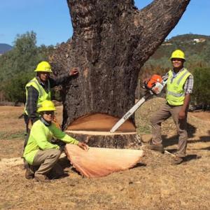 Coastline Tree Service
