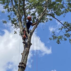Maple Crest Tree Service