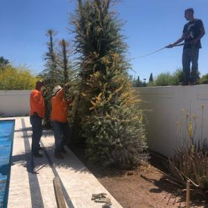 USA Tree Removal & Landscaping