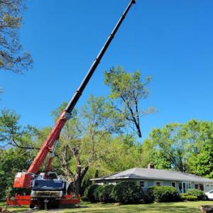 Bump Your Stump Stump Grinding & Tree Service