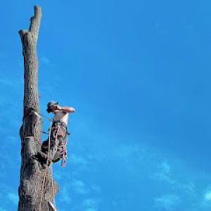 Quick Cuts Tree Care