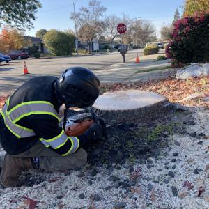 Fremont Tree Service